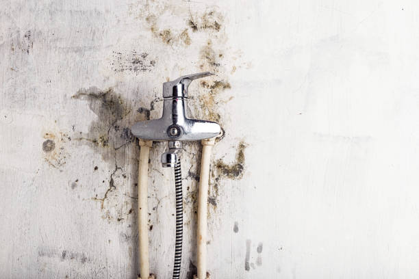 Best Mold Testing  in Caseyvle, IL