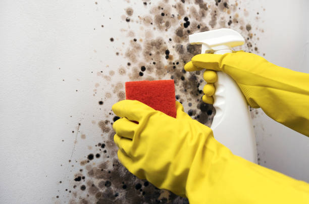 Best Toxic Mold Removal  in Caseyvle, IL