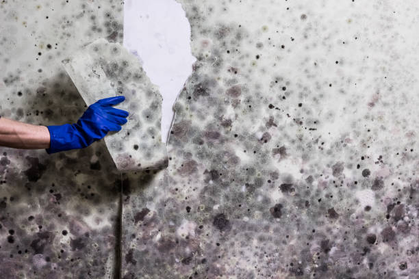 Best Same-Day Mold Removal  in Caseyvle, IL