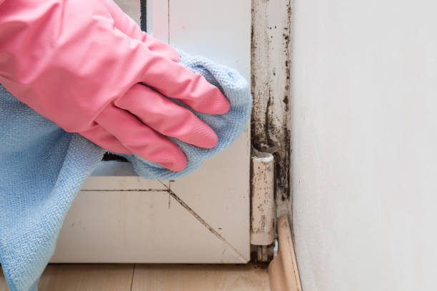 Best Certified Mold Removal  in Caseyvle, IL