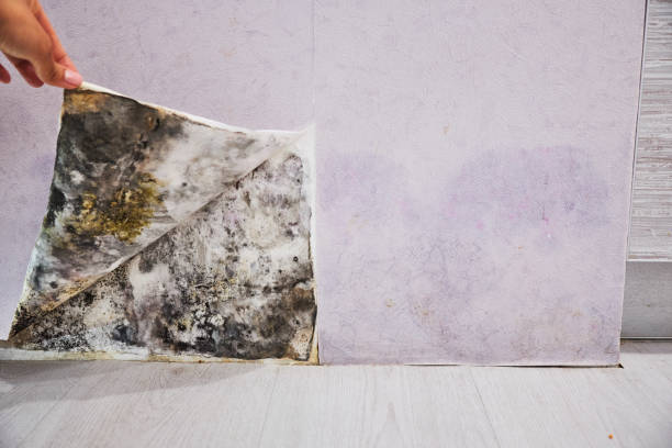 Attic Mold Removal in Caseyville, IL